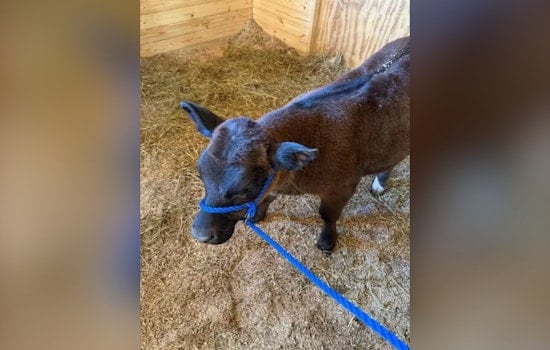 Chocolate Calf Vanishes On Oberlin Backroads As Sheriff Hunts For Mystery Owner