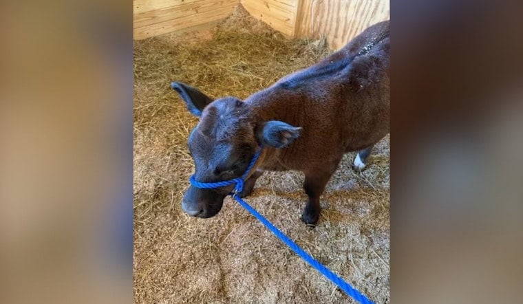 Chocolate Calf Vanishes On Oberlin Backroads As Sheriff Hunts For Mystery Owner