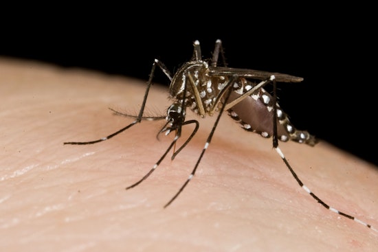 Choppers To Douse Outer Borough Marshes With Mosquito Killer Next Week