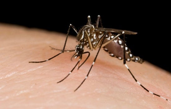 Choppers To Douse Outer Borough Marshes With Mosquito Killer Next Week