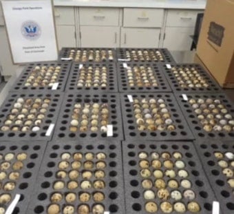 Cincinnati Officers Bust 'Winter Jacket' Egg Smuggle Bound For Alaska