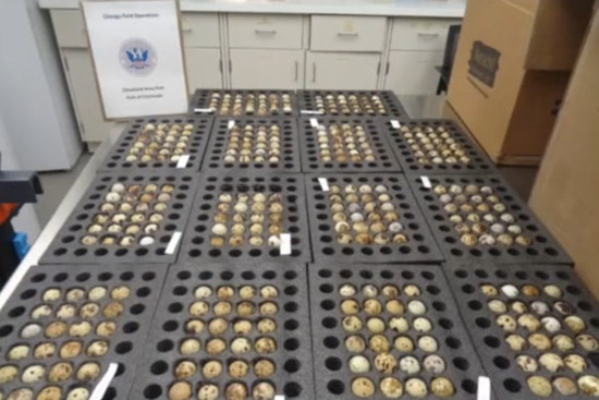 Cincinnati Officers Bust 'Winter Jacket' Egg Smuggle Bound For Alaska