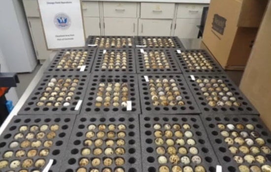 Cincinnati Officers Bust 'Winter Jacket' Egg Smuggle Bound For Alaska