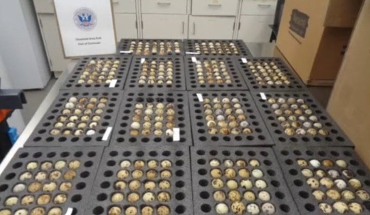 Cincinnati Officers Bust 'Winter Jacket' Egg Smuggle Bound For Alaska