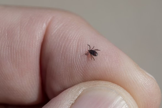 Cincinnati on Edge as Tick Bite 'Meat Allergy' Creeps Into Queen City