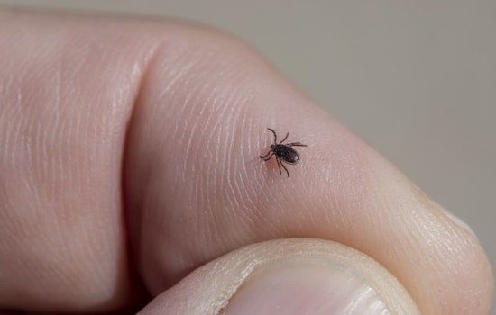 Cincinnati on Edge as Tick Bite 'Meat Allergy' Creeps Into Queen City
