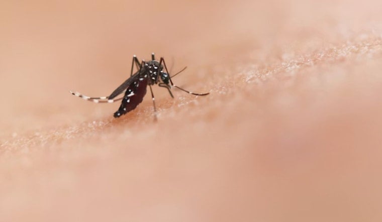 Clarksburg Mosquitoes Test Positive For West Nile Virus