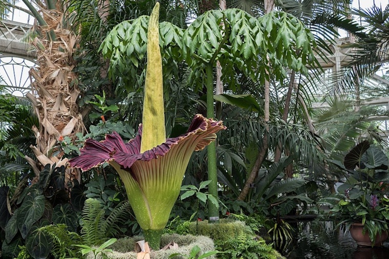 Cleveland Braces For Big Stink As Cronus Corpse Flower Nears Rare Bloom