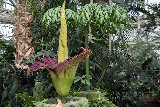 Cleveland Braces For Big Stink As Cronus Corpse Flower Nears Rare Bloom