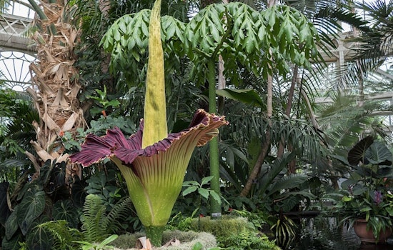 Cleveland Braces For Big Stink As Cronus Corpse Flower Nears Rare Bloom