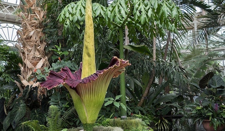 Cleveland Braces For Big Stink As Cronus Corpse Flower Nears Rare Bloom