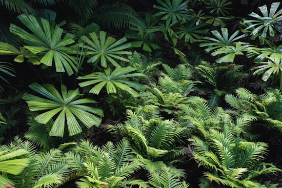 Climate Whiplash: New Map Exposes How Invader Plants Muscle Into California