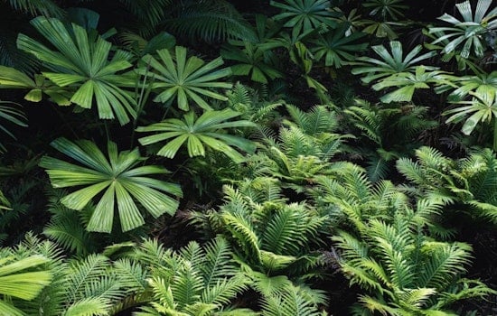 Climate Whiplash: New Map Exposes How Invader Plants Muscle Into California