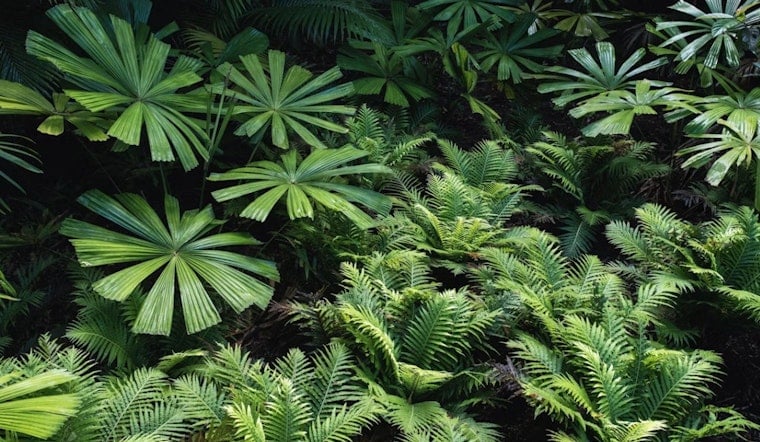 Climate Whiplash: New Map Exposes How Invader Plants Muscle Into California