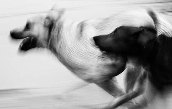 Clintonville Mom’s Walk Turns Nightmare as Loose Dogs Maul Family Pet