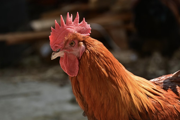 Cluck Wars In Sacramento County: Supervisors Target Noisy Backyard Roosters