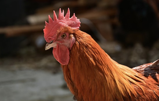 Cluck Wars In Sacramento County: Supervisors Target Noisy Backyard Roosters