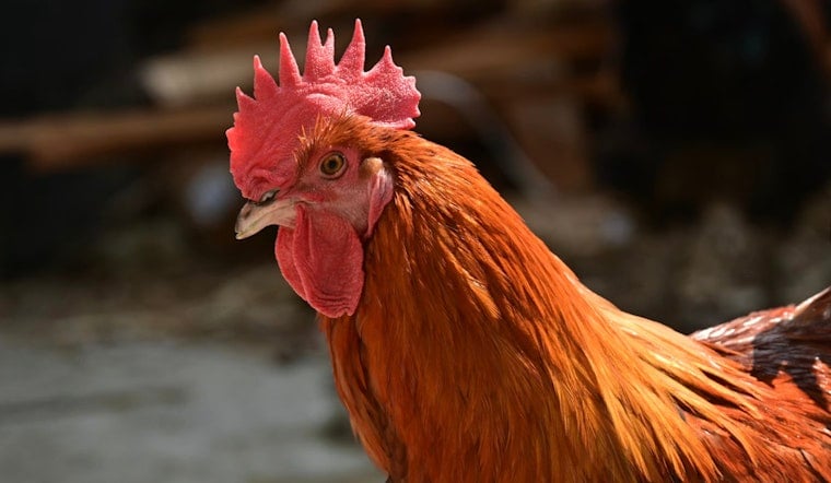 Cluck Wars In Sacramento County: Supervisors Target Noisy Backyard Roosters