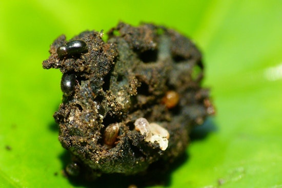 Coffee Beetle Invades Kauaʻi And Lānaʻi, Leaving Molokaʻi As Last Clean Holdout