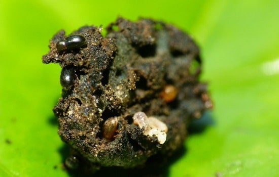 Coffee Beetle Invades Kauaʻi And Lānaʻi, Leaving Molokaʻi As Last Clean Holdout