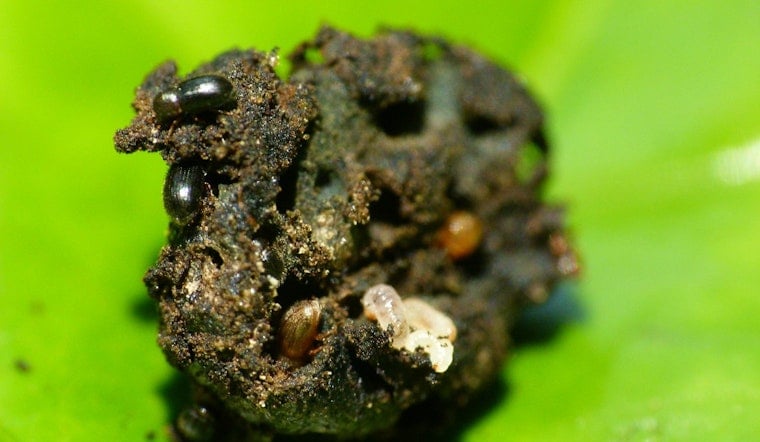 Coffee Beetle Invades Kauaʻi And Lānaʻi, Leaving Molokaʻi As Last Clean Holdout
