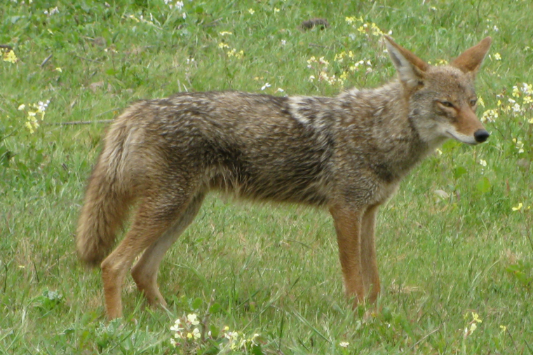 College Park Coyote Warning After Cat Attack