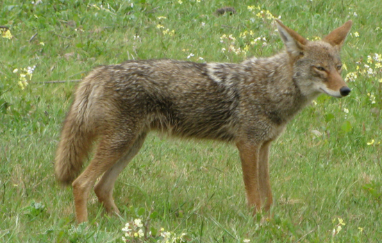 College Park Coyote Warning After Cat Attack