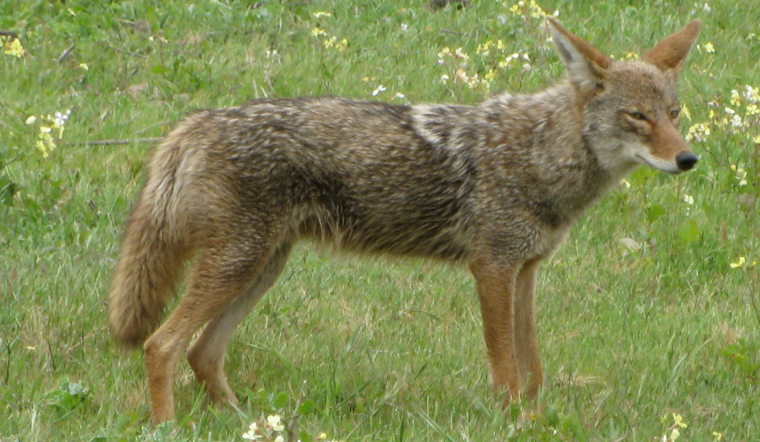 College Park Coyote Warning After Cat Attack