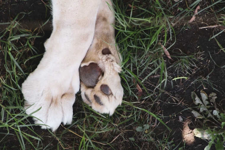 Columbia Gorge Hike Turns Scary as Portland Dog Cheats Death After Rattler Bite
