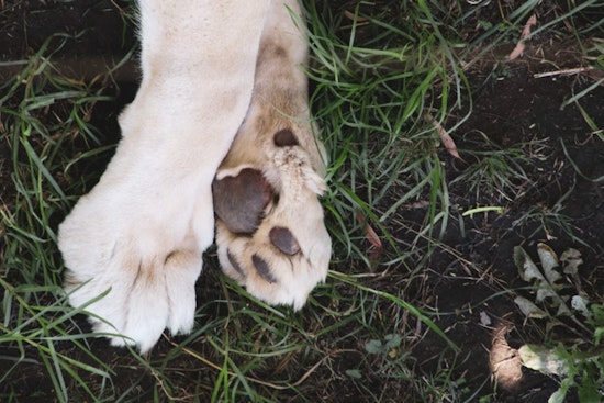 Columbia Gorge Hike Turns Scary as Portland Dog Cheats Death After Rattler Bite