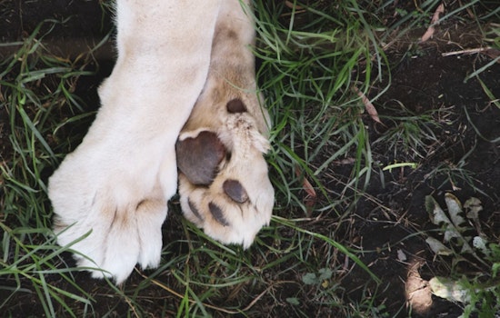 Columbia Gorge Hike Turns Scary as Portland Dog Cheats Death After Rattler Bite