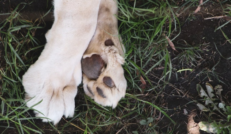 Columbia Gorge Hike Turns Scary as Portland Dog Cheats Death After Rattler Bite