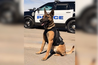 Commerce City Hero Dog K9 Holland Nabs ‘Armed And Dangerous’ Retail Theft Suspect