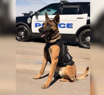 Commerce City Hero Dog K9 Holland Nabs ‘Armed And Dangerous’ Retail Theft Suspect