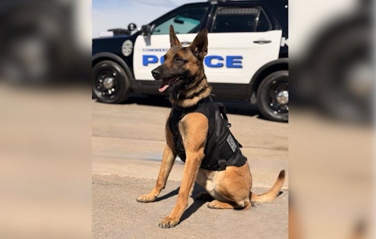 Commerce City Hero Dog K9 Holland Nabs ‘Armed And Dangerous’ Retail Theft Suspect