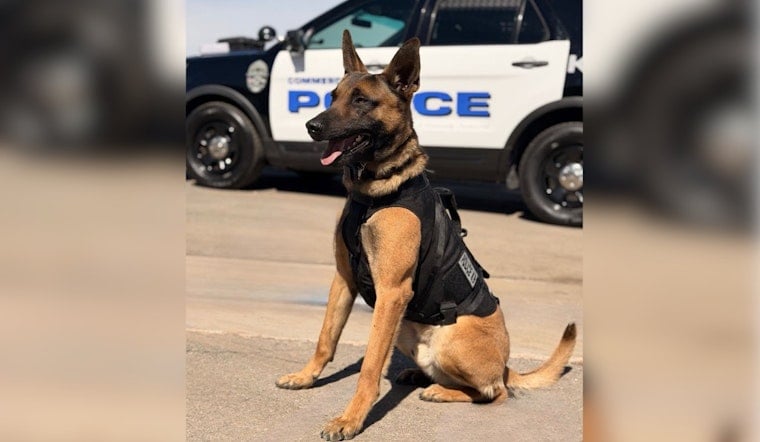 Commerce City Hero Dog K9 Holland Nabs ‘Armed And Dangerous’ Retail Theft Suspect