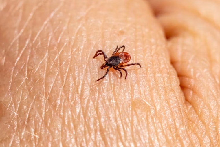 Concord Outdoorsman in Brutal Fight With Rare Tick Virus at Mass General