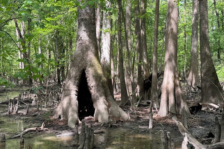 Conservancy Snags 800 Neuse River Acres in Big Win for Johnston County Wilds