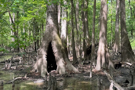 Conservancy Snags 800 Neuse River Acres in Big Win for Johnston County Wilds