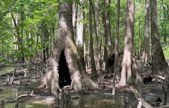 Conservancy Snags 800 Neuse River Acres in Big Win for Johnston County Wilds
