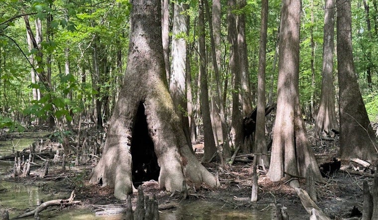 Conservancy Snags 800 Neuse River Acres in Big Win for Johnston County Wilds