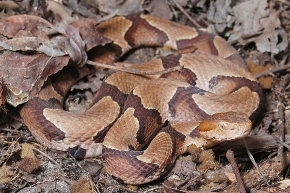 Copperhead Spotted at Germany's World Cup Camp in Winston-Salem