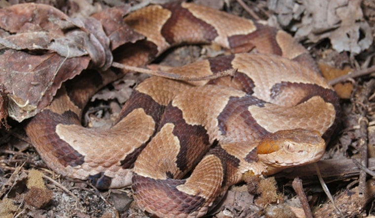 Copperhead Spotted at Germany's World Cup Camp in Winston-Salem