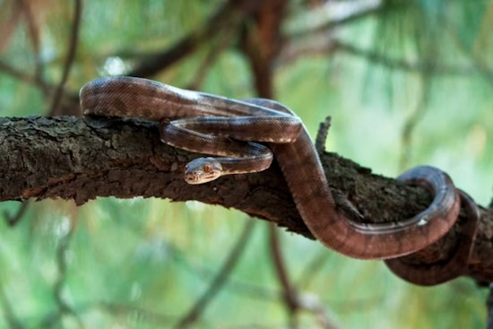 Copperheads Appear Early in Washington D.C. Area