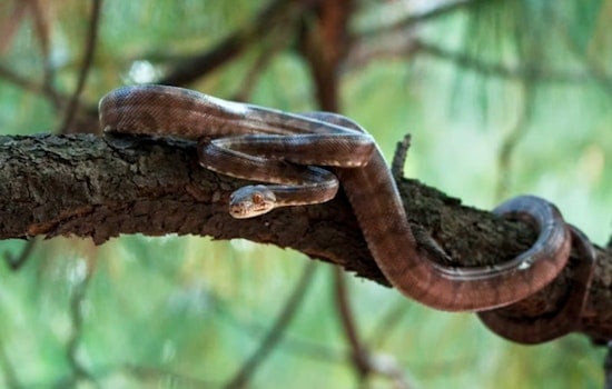 Copperheads Appear Early in Washington D.C. Area