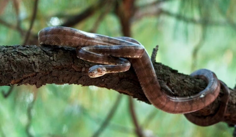Copperheads Appear Early in Washington D.C. Area