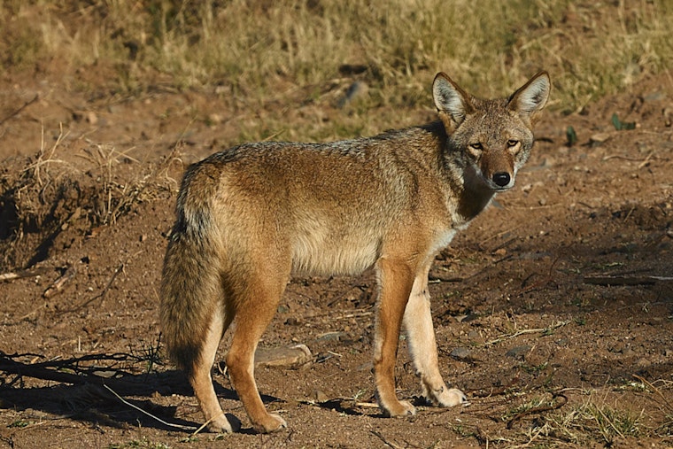 Coyote Den With Pups Rattles Beverly Trail After Dog Attack