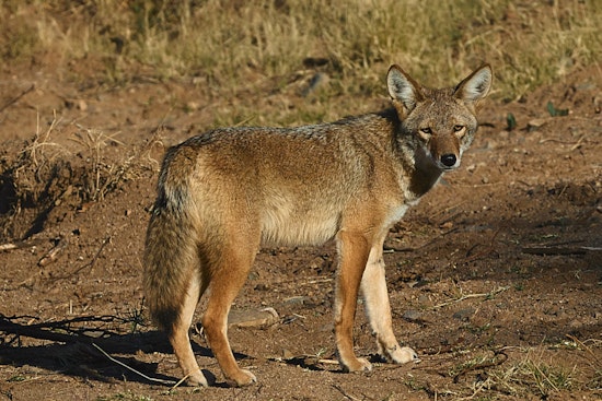 Coyote Den With Pups Rattles Beverly Trail After Dog Attack