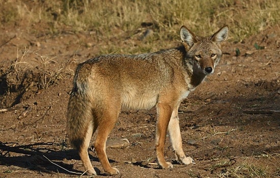 Coyote Den With Pups Rattles Beverly Trail After Dog Attack