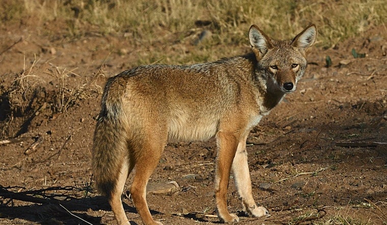Coyote Den With Pups Rattles Beverly Trail After Dog Attack